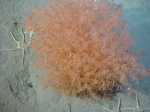 Alcyonacea