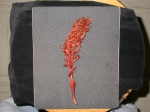 Pennatulacea