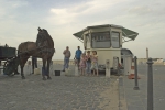 Paard
