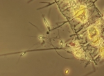 Calliacantha natans on Chaetoceros constrictus, author: Hobson, Lou