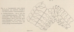 Ludwig (1903, fig. 2) Ludwig (1903, fig. 2)