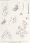 Ludwig, H. (1903). Zoologie: Seesterne. Résultats du Voyage du S.Y. Belgica en 1897-1898-1899 sous le commandement de A. de Gerlache de Gomery: Rapports Scientifiques (1901-1913). Buschmann: Anvers, Belgium. 1-72 pp. Ludwig, H. (1903). Zoologie: Seesterne. Résultats du Voyage du S.Y. Belgica en 1897-1898-1899 sous le commandement de A. de Gerlache de Gomery: Rapports Scientifiques (1901-1913). Buschmann: Anvers, Belgium. 1-72 pp.