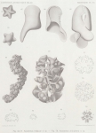 Ludwig, H. (1903). Zoologie: Seesterne. Résultats du Voyage du S.Y. Belgica en 1897-1898-1899 sous le commandement de A. de Gerlache de Gomery: Rapports Scientifiques (1901-1913). Buschmann: Anvers, Belgium. 1-72 pp. Ludwig, H. (1903). Zoologie: Seesterne. Résultats du Voyage du S.Y. Belgica en 1897-1898-1899 sous le commandement de A. de Gerlache de Gomery: Rapports Scientifiques (1901-1913). Buschmann: Anvers, Belgium. 1-72 pp.