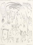 Giesbrecht, W. (1902). Zoologie: Copepoden. Résultats du Voyage du S.Y. Belgica en 1897-1898-1899 sous le commandement de A. de Gerlache de Gomery: Rapports Scientifiques (1901-1913), 8(5). Buschmann: Anvers, Belgium. 49, XIII plates Giesbrecht, W. (1902). Zoologie: Copepoden. Résultats du Voyage du S.Y. Belgica en 1897-1898-1899 sous le commandement de A. de Gerlache de Gomery: Rapports Scientifiques (1901-1913), 8(5). Buschmann: Anvers, Belgium. 49, XIII plates