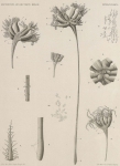 Jungersen, H.F.E. (1907). Zoologie: Pennatuliden. Résultats du Voyage du S.Y. Belgica en 1897-1898-1899 sous le commandement de A. de Gerlache de Gomery: Rapports Scientifiques (1901-1913). Buschmann: Anvers, Belgium. 10, I plate pp. Jungersen, H.F.E. (1907). Zoologie: Pennatuliden. Résultats du Voyage du S.Y. Belgica en 1897-1898-1899 sous le commandement de A. de Gerlache de Gomery: Rapports Scientifiques (1901-1913). Buschmann: Anvers, Belgium. 10, I plate pp.