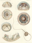 Maas, O. (1906). Zoologie: Medusen. Résultats du Voyage du S.Y. Belgica en 1897-1898-1899 sous le commandement de A. de Gerlache de Gomery: Rapports Scientifiques (1901-1913). Buschmann: Anvers, Belgium. 30, III plates pp. Maas, O. (1906). Zoologie: Medusen. Résultats du Voyage du S.Y. Belgica en 1897-1898-1899 sous le commandement de A. de Gerlache de Gomery: Rapports Scientifiques (1901-1913). Buschmann: Anvers, Belgium. 30, III plates pp.
