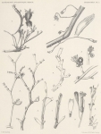 Hartlaub (1904, tafel 1)