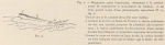 Racovitza (1903, fig. 02) Racovitza (1903, fig. 02)