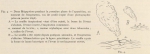Racovitza (1903, fig. 04) Racovitza (1903, fig. 04)