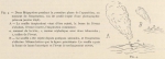 Racovitza (1903, fig. 04)