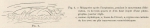 Racovitza, E.G. (1903). Zoologie: Cétacés. Résultats du Voyage du S.Y. Belgica en 1897-1898-1899 sous le commandement de A. de Gerlache de Gomery: Rapports Scientifiques (1901-1913). Buschmann: Anvers, Belgium. 140, IV plates pp. Racovitza, E.G. (1903). Zoologie: Cétacés. Résultats du Voyage du S.Y. Belgica en 1897-1898-1899 sous le commandement de A. de Gerlache de Gomery: Rapports Scientifiques (1901-1913). Buschmann: Anvers, Belgium. 140, IV plates pp.