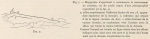 Racovitza (1903, fig. 07) Racovitza (1903, fig. 07)
