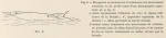 Racovitza (1903, fig. 08) Racovitza (1903, fig. 08)