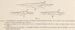 Racovitza (1903, fig. 09) Racovitza (1903, fig. 09)