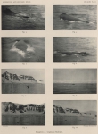 Racovitza (1903, pl. 2) Racovitza (1903, pl. 2)