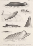 Racovitza (1903, pl. 3) Racovitza (1903, pl. 3)