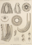 De Man (1904, pl. 01) De Man (1904, pl. 01)