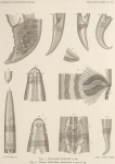 De Man (1904, pl. 02) De Man (1904, pl. 02)