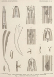 De Man (1904, pl. 03) De Man (1904, pl. 03)