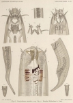 De Man (1904, pl. 04) De Man (1904, pl. 04)