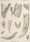 De Man (1904, pl. 05) De Man (1904, pl. 05)