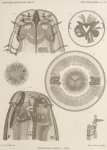 De Man (1904, pl. 07) De Man (1904, pl. 07)