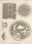 De Man (1904, pl. 08) De Man (1904, pl. 08)