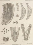 De Man (1904, pl. 09) De Man (1904, pl. 09)