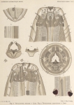 De Man (1904, pl. 10) De Man (1904, pl. 10)