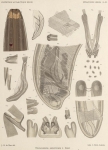De Man (1904, pl. 11) De Man (1904, pl. 11)