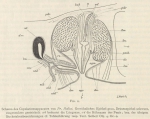 Böhmig (1908, fig. 2) Böhmig (1908, fig. 2)