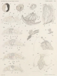 Böhmig, L. (1908). Zoologie: Turbellarien. Résultats du Voyage du S.Y. Belgica en 1897-1898-1899 sous le commandement de A. de Gerlache de Gomery: Rapports Scientifiques (1901-1913). Buschmann: Anvers, Belgium. 32, II plates + loose c Böhmig, L. (1908). Zoologie: Turbellarien. Résultats du Voyage du S.Y. Belgica en 1897-1898-1899 sous le commandement de A. de Gerlache de Gomery: Rapports Scientifiques (1901-1913). Buschmann: Anvers, Belgium. 32, II plates + loose c