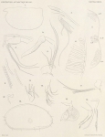 Müller (1906, tafel.1) Müller (1906, tafel.1)