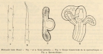 Cernosvitov (1935, fig. 1-4) Cernosvitov (1935, fig. 1-4)