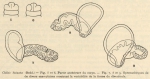Cernosvitov (1935, fig. 5-9) Cernosvitov (1935, fig. 5-9)