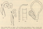 Cernosvitov, L. (1935). Zoologie: Oligochètes. Résultats du Voyage de la Belgica en 1897-1899 sous le commandement de A. de Gerlache de Gomery: Rapports Scientifiques (1926-1940). Buschmann: Anvers, Belgium. 11 pp. Cernosvitov, L. (1935). Zoologie: Oligochètes. Résultats du Voyage de la Belgica en 1897-1899 sous le commandement de A. de Gerlache de Gomery: Rapports Scientifiques (1926-1940). Buschmann: Anvers, Belgium. 11 pp.