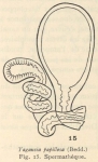 Cernosvitov (1935, fig. 15) Cernosvitov (1935, fig. 15)