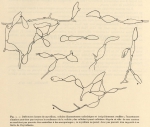 De Wildeman (1935, fig. 01) De Wildeman (1935, fig. 01)