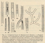De Wildeman (1935, fig. 03) De Wildeman (1935, fig. 03)