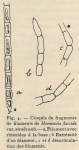 De Wildeman (1935, fig. 04) De Wildeman (1935, fig. 04)