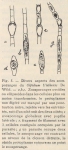 De Wildeman (1935, fig. 05) De Wildeman (1935, fig. 05)