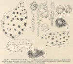 De Wildeman (1935, fig. 08) De Wildeman (1935, fig. 08)