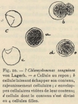 De Wildeman (1935, fig. 10) De Wildeman (1935, fig. 10)