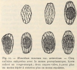 De Wildeman (1935, fig. 11) De Wildeman (1935, fig. 11)