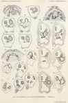 Van Beneden, E.; de Selys Longchamps, M. (1940). Zoologie: Tuniciers, embryogénèse. Résultats du Voyage de la Belgica en 1897-1899 sous le commandement de A. de Gerlache de Gomery: Rapports Scientifiques (1926-1940). Buschmann: Anvers Van Beneden, E.; de Selys Longchamps, M. (1940). Zoologie: Tuniciers, embryogénèse. Résultats du Voyage de la Belgica en 1897-1899 sous le commandement de A. de Gerlache de Gomery: Rapports Scientifiques (1926-1940). Buschmann: Anvers