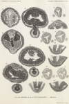 Van Beneden, E.; de Selys Longchamps, M. (1940). Zoologie: Tuniciers, embryogénèse. Résultats du Voyage de la Belgica en 1897-1899 sous le commandement de A. de Gerlache de Gomery: Rapports Scientifiques (1926-1940). Buschmann: Anvers Van Beneden, E.; de Selys Longchamps, M. (1940). Zoologie: Tuniciers, embryogénèse. Résultats du Voyage de la Belgica en 1897-1899 sous le commandement de A. de Gerlache de Gomery: Rapports Scientifiques (1926-1940). Buschmann: Anvers
