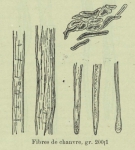 Huwart (1905, fig. B) Huwart (1905, fig. B)