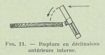 Gilson (1911, fig. 11) Gilson (1911, fig. 11)