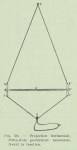 Gilson (1911, fig. 20) Gilson (1911, fig. 20)