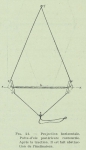 Gilson (1911, fig. 21) Gilson (1911, fig. 21)